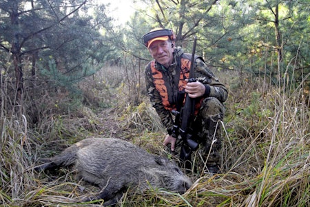 Vanedannende villsvin: Opplevelsene med gode jaktkompiser og spennende drivjakt gjør at dette er noe jeg må få med meg hvert år. Villsvinjakt, polen