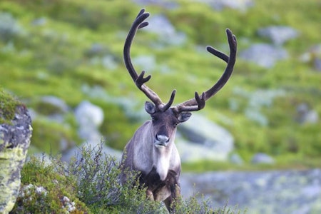 Frontalt: Det omstridte hodeskuddet ble avfyrt rett forfra. (Ill.foto: Nils-Olav Talgøy) Frontalt: Det omstridte hodeskuddet ble avfyrt rett forfra. (Ill.foto: Nils-Olav Talgøy)
