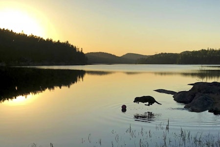 Gøy på vannet: Ikke alle hunder er så gale etter bading som jaktlabradoren Frøken. Hun hentet like gjerne ballen selv og kastet den på vannet, før byttet ble tatt av en real stupbomber. (Foto: Linn Kristin Haavaldsen) Gøy på vannet: Ikke alle hunder er så gale etter bading som jaktlabradoren Frøken. Hun hentet like gjerne ballen selv og kastet den på vannet, før byttet ble tatt av en real stupbomber. (Foto: Linn Kristin Haavaldsen)