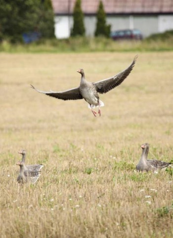 GÅSPHONE: Foreløpig gjelder Gåsejakt-appen for kortnebbgås, grågås (bildet) og kanadagås. Det blir neppe aktuelt å ta med andefugl, sjøl om de allerede har sitt eget operativsystem gjennom And-roid… GÅSPHONE: Foreløpig gjelder Gåsejakt-appen for kortnebbgås, grågås (bildet) og kanadagås. Det blir neppe aktuelt å ta med andefugl, sjøl om de allerede har sitt eget operativsystem gjennom And-roid…