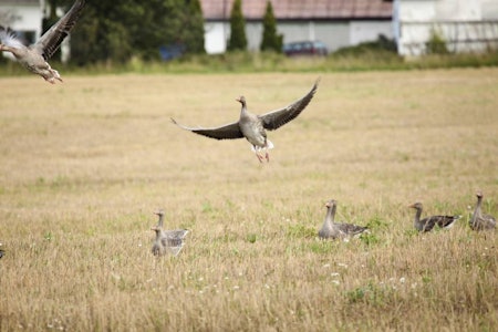 GÅSPHONE: Foreløpig gjelder Gåsejakt-appen for kortnebbgås, grågås (bildet) og kanadagås. Det blir neppe aktuelt å ta med andefugl, sjøl om de allerede har sitt eget operativsystem gjennom And-roid… GÅSPHONE: Foreløpig gjelder Gåsejakt-appen for kortnebbgås, grågås (bildet) og kanadagås. Det blir neppe aktuelt å ta med andefugl, sjøl om de allerede har sitt eget operativsystem gjennom And-roid…