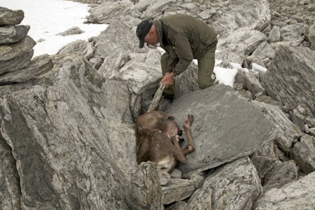 Med skinnet på: I dette tilfellet har vi lagt dyret med skinnet på i en naturlig fordypning mellom store steiner. Det er ofte mer renslig enn å lagre kjøttet ferdig slaktet og lemmet. Med skinnet på: I dette tilfellet har vi lagt dyret med skinnet på i en naturlig fordypning mellom store steiner. Det er ofte mer renslig enn å lagre kjøttet ferdig slaktet og lemmet.