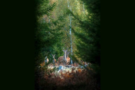 Pil-paradis: I ålandske Edens fins kronhjort og muflon som kun kan jaktes med pil og bue. Buejakt, jaktreise Sverige