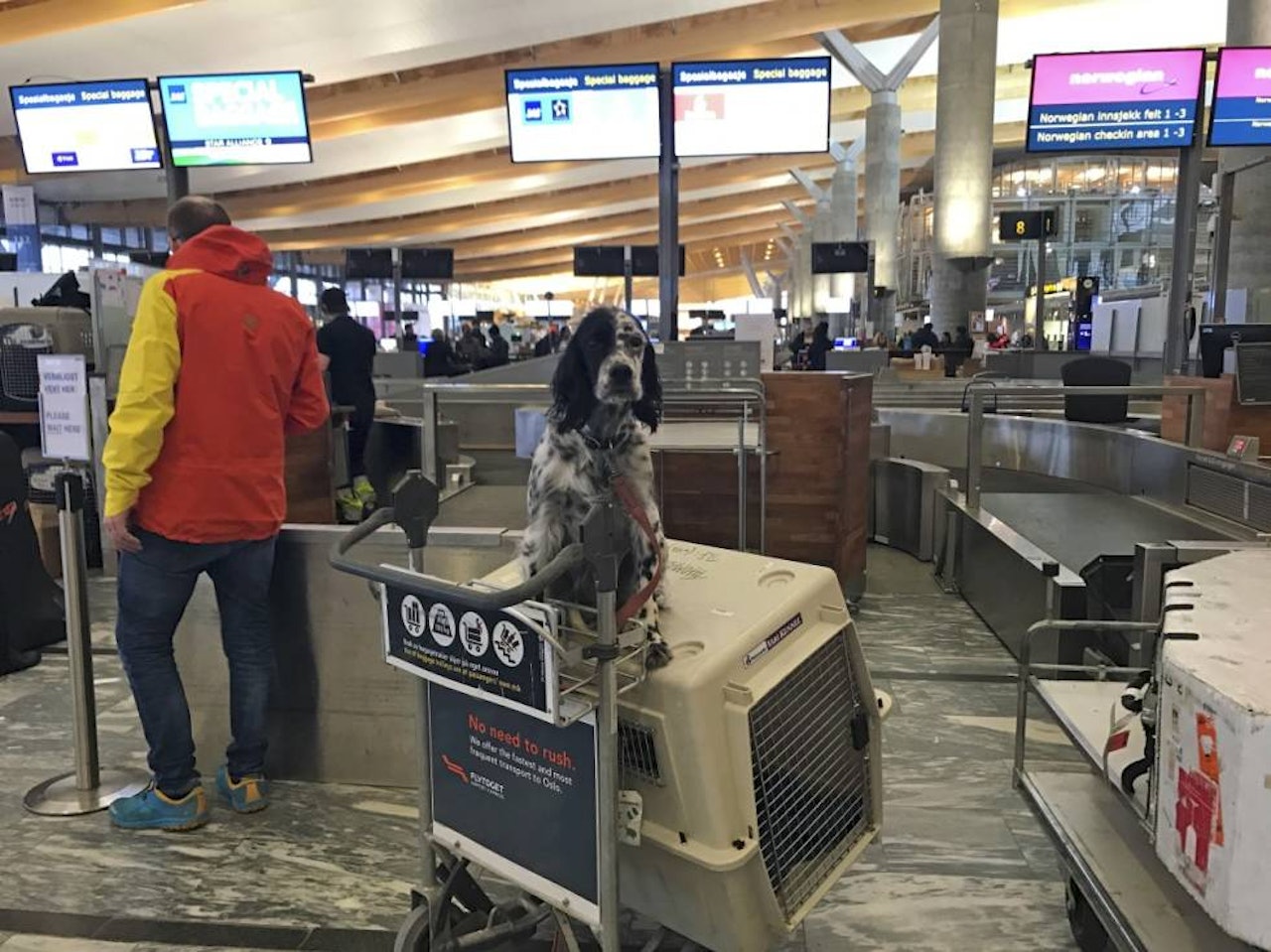 Fit for flight: Rolig og trygg hund ved avreise, som lurer mest på om han kan få være dagens halehelt hos Norwegian på Gardermoen. Fit for flight: Rolig og trygg hund ved avreise, som lurer mest på om han kan få være dagens halehelt hos Norwegian på Gardermoen.