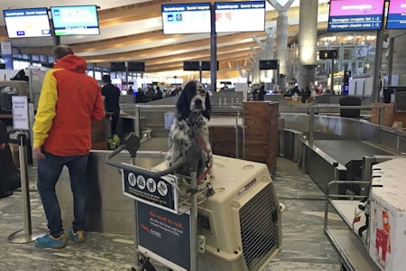 Fit for flight: Rolig og trygg hund ved avreise, som lurer mest på om han kan få være dagens halehelt hos Norwegian på Gardermoen.