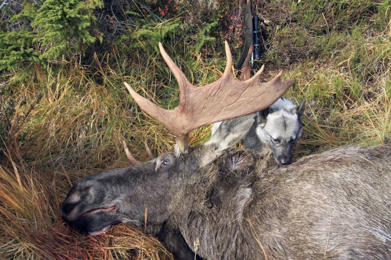 Elgjakta og hjortejakta rundt Hardangervidda utvides med en hel måned (arkivfoto). elg elgokse elghund