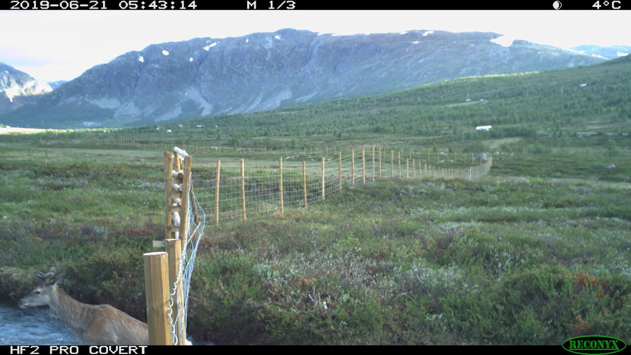 En hjort smetter under sperregjerdet i en bekk. Foto: NINA Viltkamera En hjort smetter under sperregjerdet i en bekk. Foto: NINA Viltkamera