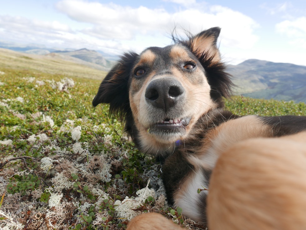 FORVIRRET: Lett å glemme hvor man er når man våkner etter en formiddagslur i lyngen. Foto: Rebecca Wang FORVIRRET: Lett å glemme hvor man er når man våkner etter en formiddagslur i lyngen. Foto: Rebecca Wang
