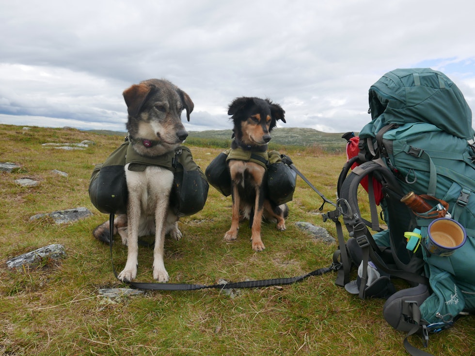 TURFØLGET: Lasse, 3år, gatehund fra Kypros og Leia, 4år huskyblandling fra Notodden inspiserer pakningen. Foto: Rebecca Weng hunder tur rebecca weng