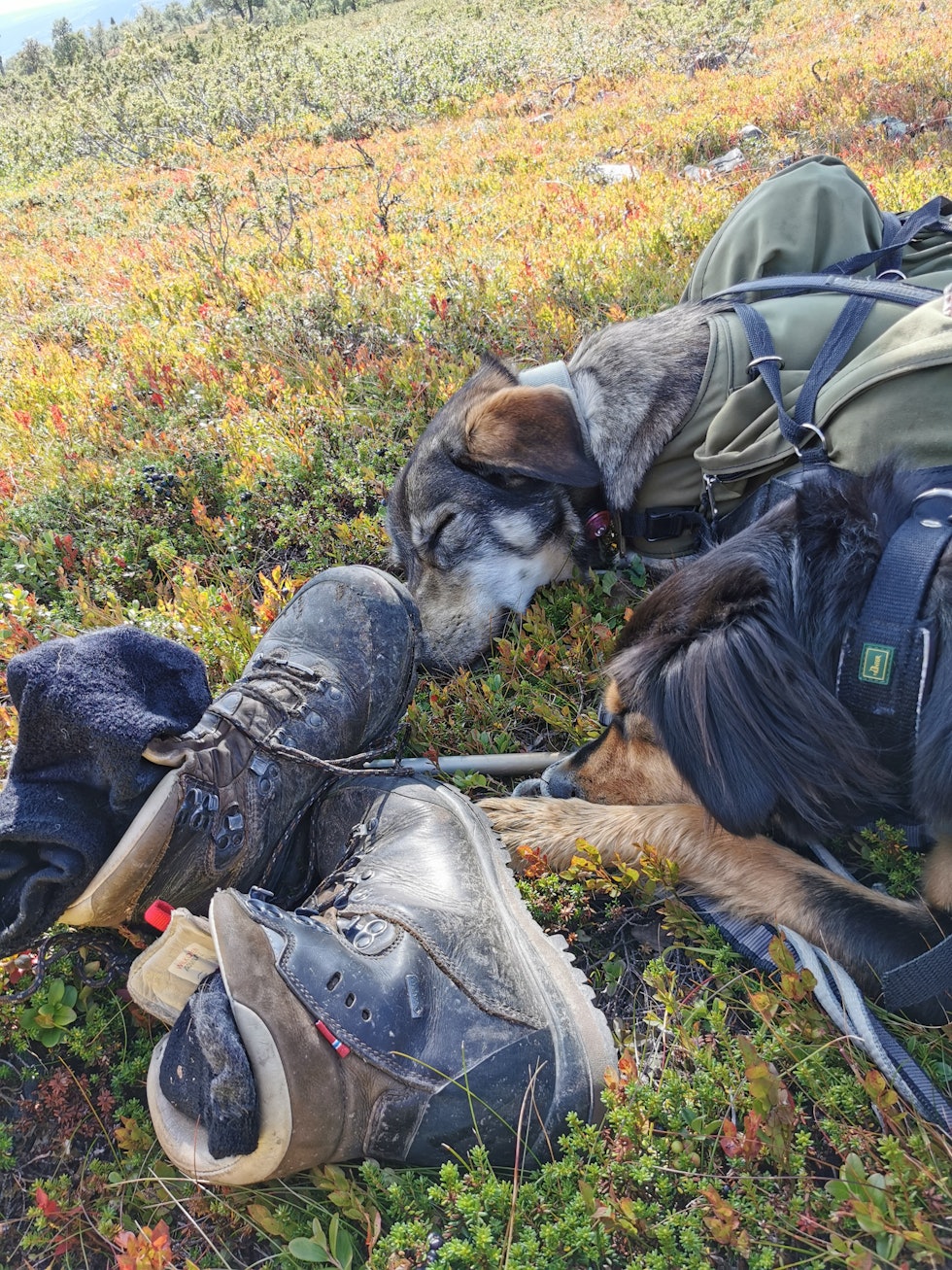 HVILE I LYNGEN: Jeg ble veldig sliten, men jeg hadde jo den luksusen at jeg var i soveposen ved 17-tiden, og sov gjerne 10-12 timer hver natt. Travelt hadde jeg det ikke på dagen heller, så når været var fint var det bare å ta en lur i lyngen, både en og to og tre ganger i løpet av dagsetappen. Foto: Rebecca Weng HVILE I LYNGEN: Jeg ble veldig sliten, men jeg hadde jo den luksusen at jeg var i soveposen ved 17-tiden, og sov gjerne 10-12 timer hver natt. Travelt hadde jeg det ikke på dagen heller, så når været var fint var det bare å ta en lur i lyngen, både en og to og tre ganger i løpet av dagsetappen. Foto: Rebecca Weng