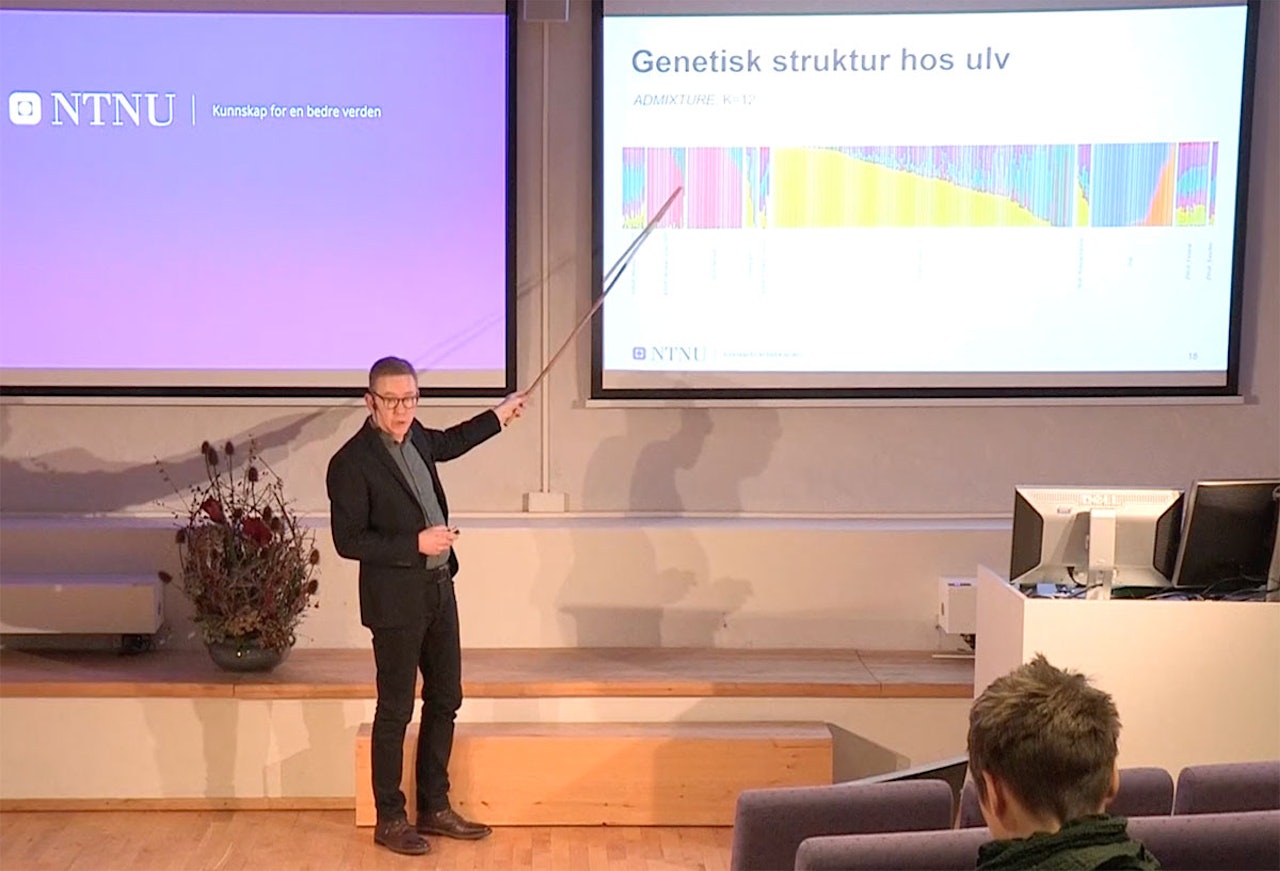 Professor og direktør Hans K. Stenøien ved NTNU Vitenskapsmuseet har leda forskningsarbeidet som i dag presenterte  den genetiske strukturen for norsk-svensk ulv. ulv gener forskning rapport ntnu helgenomsekvensiering