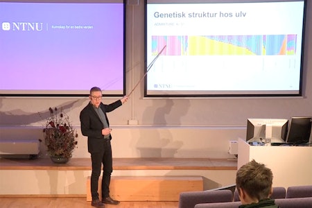 Professor og direktør Hans K. Stenøien ved NTNU Vitenskapsmuseet har leda forskningsarbeidet som i dag presenterte  den genetiske strukturen for norsk-svensk ulv. ulv gener forskning rapport ntnu helgenomsekvensiering