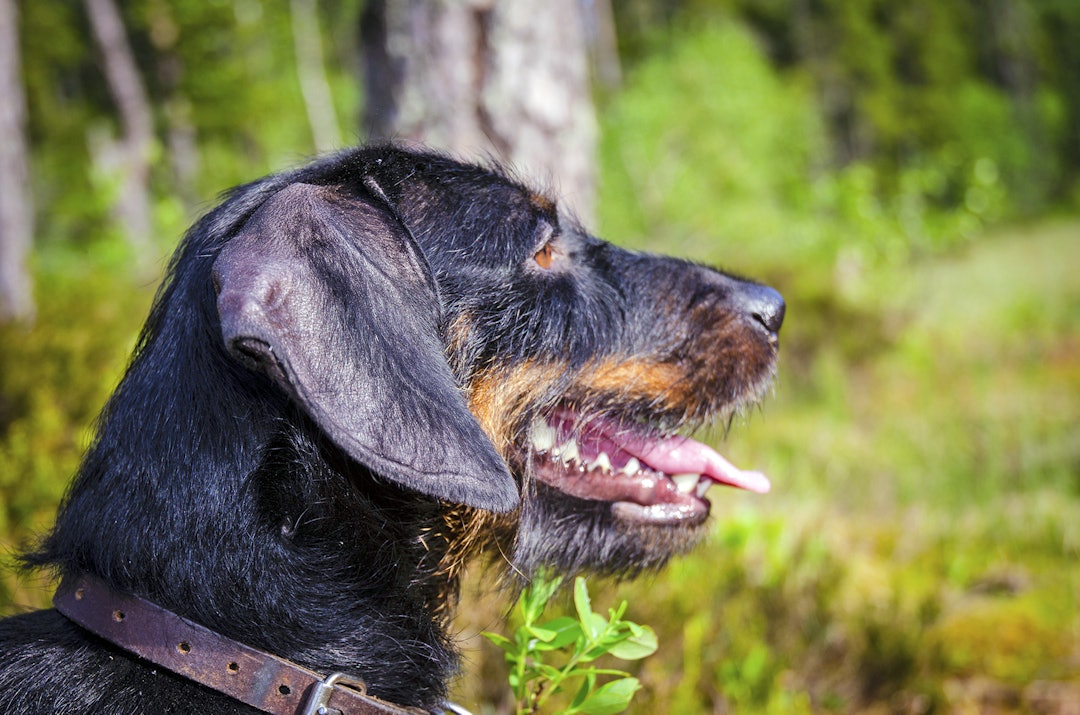 Resignert dachs: Hvorfor sto du ikke på rett plass i dag heller da, matfar Resignert dachs: Hvorfor sto du ikke på rett plass i dag heller da, matfar