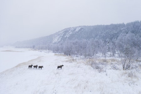 Elgflokken trekker langsomt over det islagte vannet. Foto: Terje Kolaas elg elgflokk vinter snø foto terje kolaas