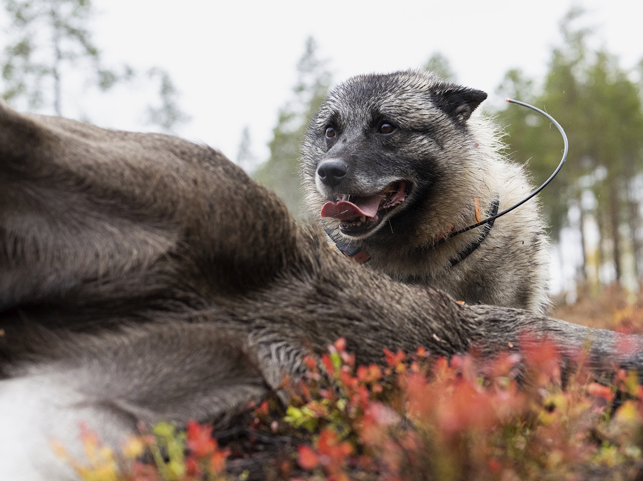 Elgjakt i nedgang: Det har ikke vært felt så få elger under norsk elgjakt på tredve år. (Arkivfoto:  Jo Stenersen) norsk elghund grå på elgfall