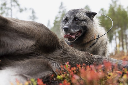 Elgjakt i nedgang: Det har ikke vært felt så få elger under norsk elgjakt på tredve år. (Arkivfoto:  Jo Stenersen) norsk elghund grå på elgfall