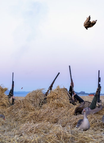 Grågås i hodet: Grågjessene flyr høyt i finværet. For å unngå lang skyteavstand under gåsejakta, blir skuddene avfyrt rett opp. Det resulterer i at en av jegerne får grågåsa rett i hodet. Grågås gåsejakt ørlandet jaktgutta jaktguide