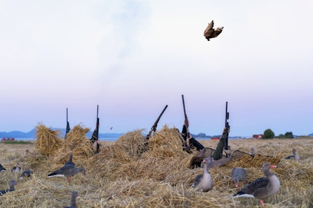 Grågås i hodet: Grågjessene flyr høyt i finværet. For å unngå lang skyteavstand under gåsejakta, blir skuddene avfyrt rett opp. Det resulterer i at en av jegerne får grågåsa rett i hodet. Grågås gåsejakt ørlandet jaktgutta jaktguide