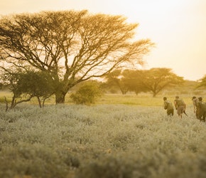 Jakt under Afrikas himmel er alltid en storslått opplevelse, som her i Botswana. Fire jegere smyger fram i skjul bak et tre i Botswana