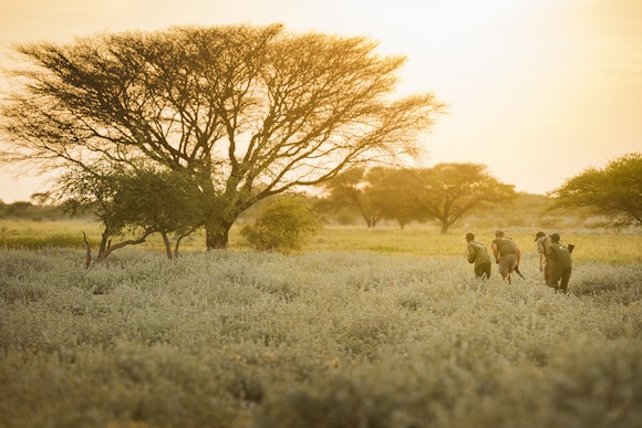 Fire jegere smyger fram i skjul bak et tre i Botswana