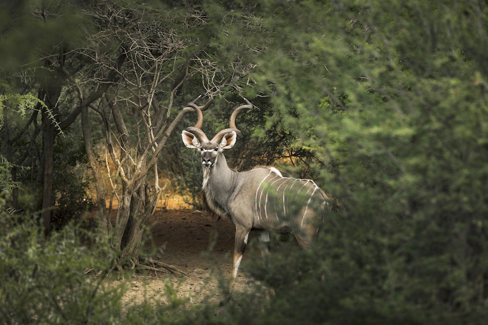 Afrikas grå skygge: Til tross for sine monumentale horn, er ikke kuduen alltid like lett å finne.