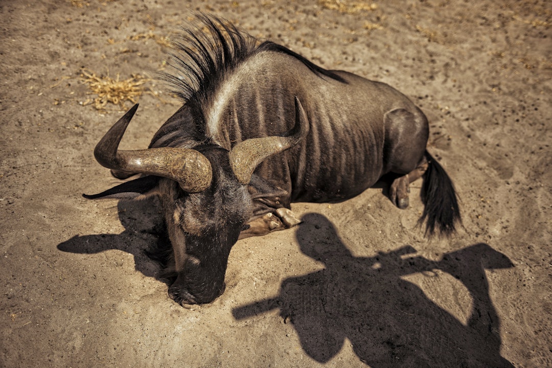 Stripete suksess: Fotograf Hans får uventa tilbud om å felle en stripete gnu – noe han lenge har ønska seg på veggen hjemme. Stripete suksess: Fotograf Hans får uventa tilbud om å felle en stripete gnu – noe han lenge har ønska seg på veggen hjemme.