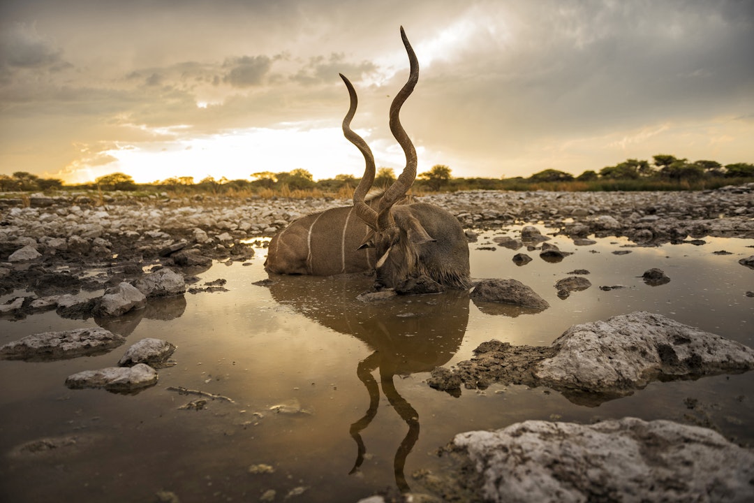 Vannoksen: Kuduen er helt fantastisk der den ligger omgitt av det livgivende vannet. Hornene er nærmere 55 tommer. 