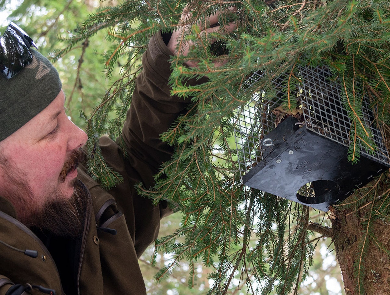 Syningfella er en av fellene som Miljødirektoratet nå tester med tanke på godkjenning. (Ill.foto: Nils-Olav Talgøy) felle fellefangst fangstfelle syningfella mårfelle