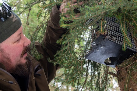 Syningfella er en av fellene som Miljødirektoratet nå tester med tanke på godkjenning. (Ill.foto: Nils-Olav Talgøy) felle fellefangst fangstfelle syningfella mårfelle