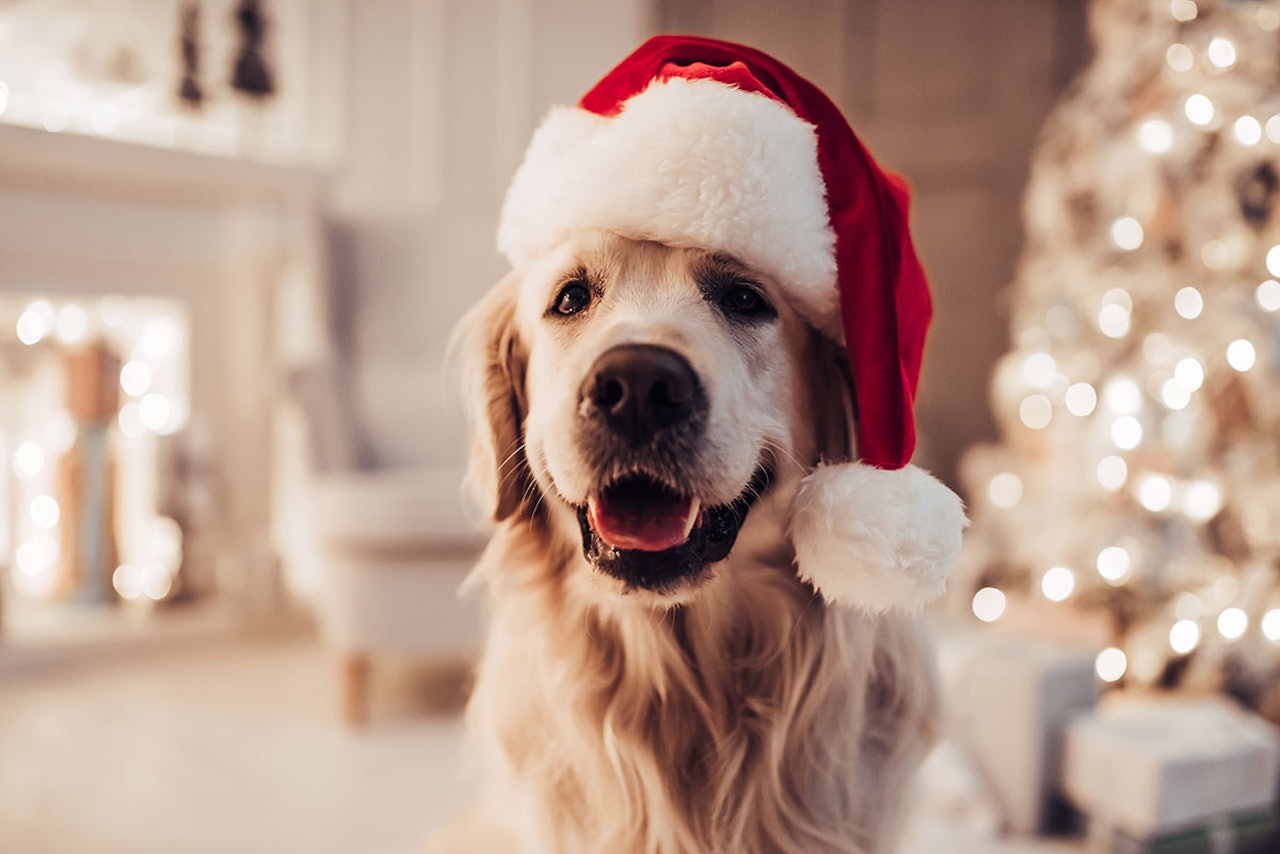 Fido skal også ha ei fin jul. Godt med lufteturer, tid til hvile, og ikke minst unngå for salt, fet eller krydret julemat er det beste. (Illustrasjonsfoto: NTB). hund med nisselue