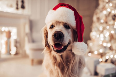 Fido skal også ha ei fin jul. Godt med lufteturer, tid til hvile, og ikke minst unngå for salt, fet eller krydret julemat er det beste. (Illustrasjonsfoto: NTB). hund med nisselue
