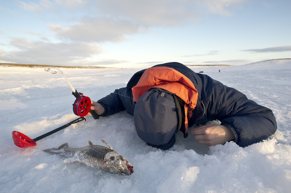 ISFISKE: Pilking kan være en en kald fornøyelse når du må av med hansker. Da er det ikke uvanlig at vannet under isen kjennes varmt. Foto: Randulf Valle isfiske