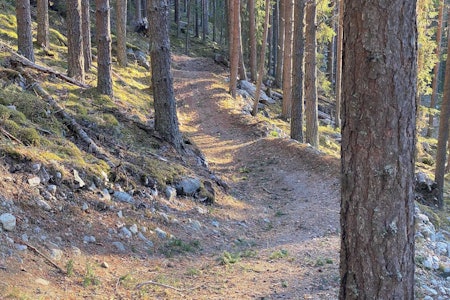 INGEN SNØ HER: Overraskende gode forhold for stisykling til januar måned å være, i Nesbyen. Foto: Knut Lønnqvist stisykling nesbyen januar