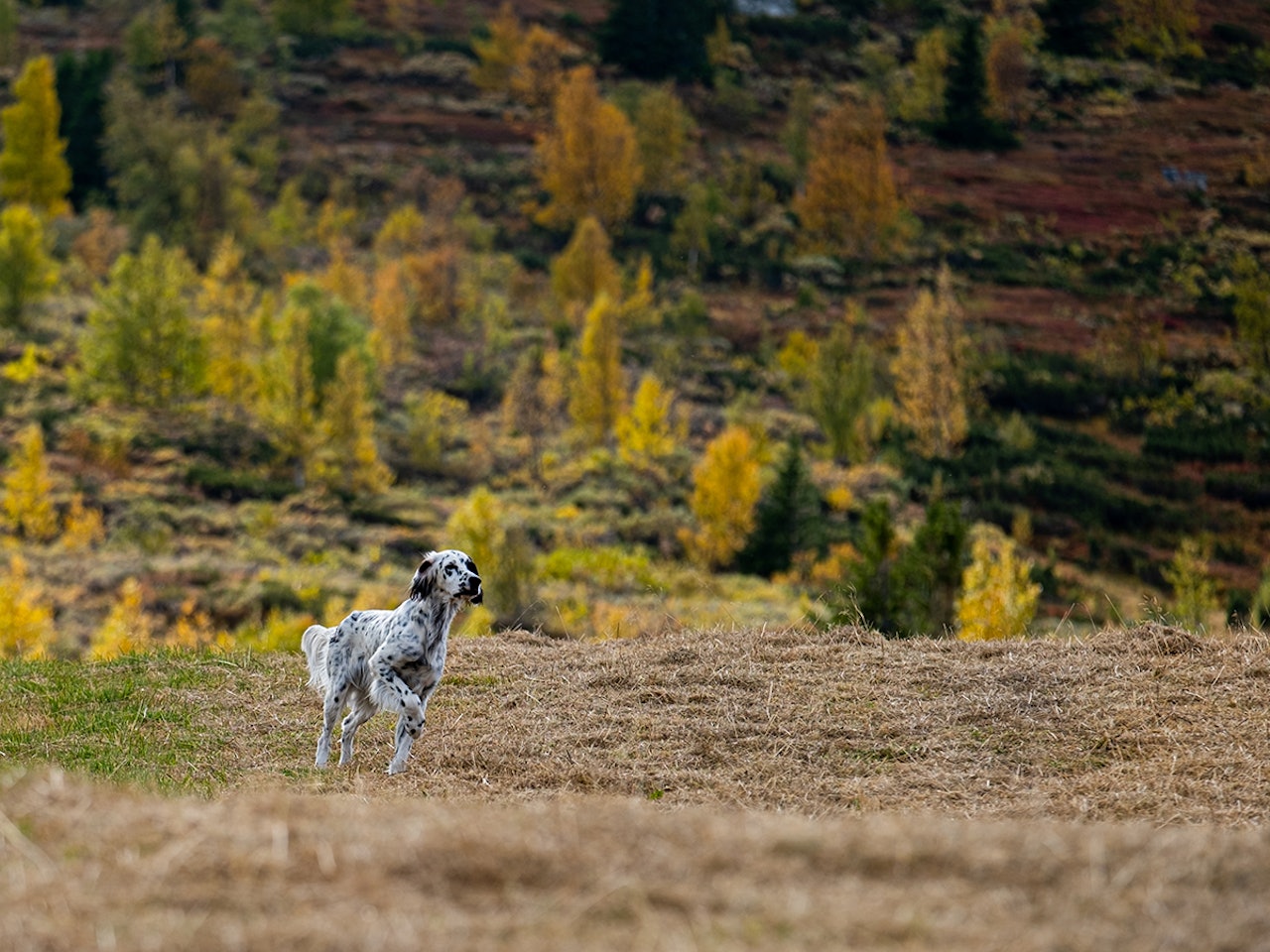 Engelsksetteren er igjen Norges mest populære jakthund, viser nye tall fra NKK. Foto: Alexander Schindler Engelsk setter på setervoll i fjellet ved Syndin