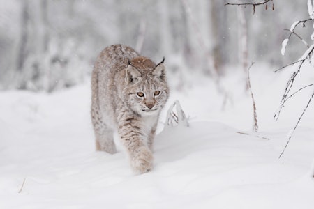 SATT PÅ PRØVE: Skal du lykkes med å komme på skuddhold på gaupe, kreves det mye av deg som jeger. Men desto mer spennende. (Ill. foto: Nils-Olav Talgøy)