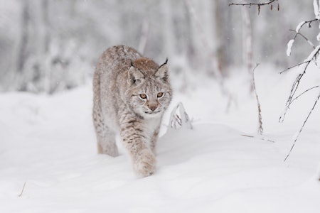 SATT PÅ PRØVE: Skal du lykkes med å komme på skuddhold på gaupe, kreves det mye av deg som jeger. Men desto mer spennende. (Ill. foto: Nils-Olav Talgøy) SATT PÅ PRØVE: Skal du lykkes med å komme på skuddhold på gaupe, kreves det mye av deg som jeger. Men desto mer spennende. (Ill. foto: Nils-Olav Talgøy)