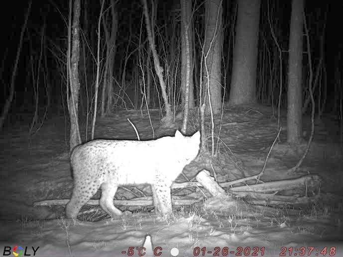 Fanga på digital film: Et viltkamera i jaktterrenget har dokumentert at gaupa har vært i området tidligere.
