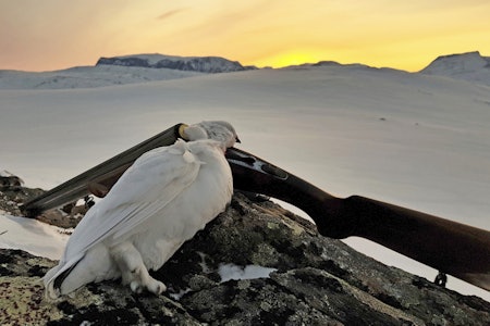 Vintereventyr: Jakt etter skjære vinterryper kan by på mange frustrasjoner, men også magiske øyeblikk når man lykkes. Vintereventyr: Jakt etter skjære vinterryper kan by på mange frustrasjoner, men også magiske øyeblikk når man lykkes.