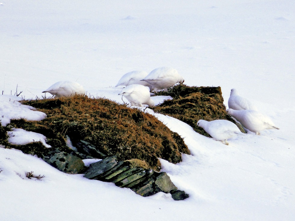 Vinterjakt på rype fra flyplassen | Rypejakt | JEGER.NO