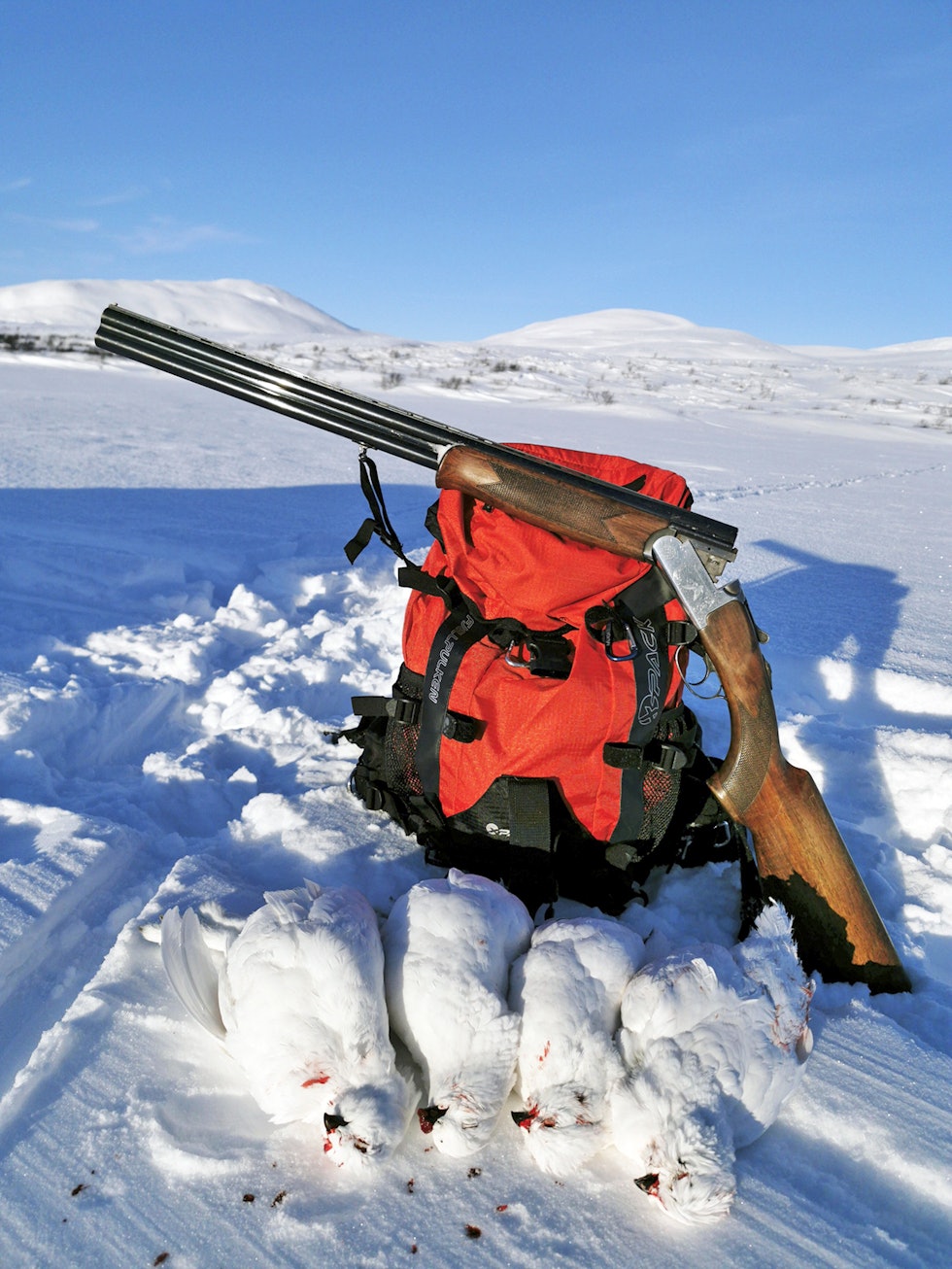 Vinterjakt på rype fra flyplassen | Rypejakt | JEGER.NO