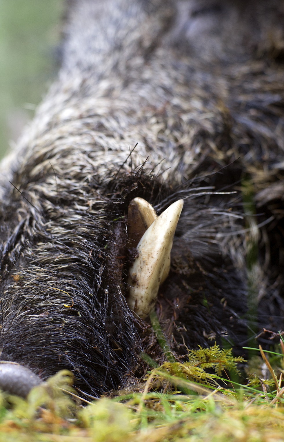 Nyslipt: Villsvinets gnissing av tennene mot hverandre holder dem skarpe, og gjør dem til et effektivt våpen mot angripere.
