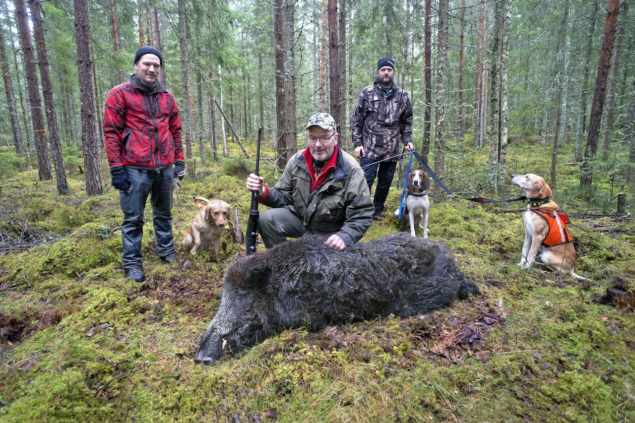 Villsvin kan bli opp mot 250 kilo. Nå vurderer regjeringen å tillate motorisert ferdsel i utmark for enklere uttransport av felt vilt. (Arkivfoto: Per Lindberg) Jegere og hunder ved felt villsvin.