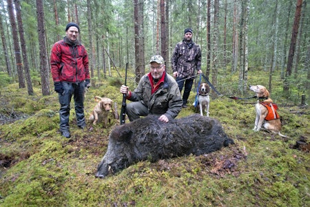 Villsvin kan bli opp mot 250 kilo. Nå vurderer regjeringen å tillate motorisert ferdsel i utmark for enklere uttransport av felt vilt. (Arkivfoto: Per Lindberg) Jegere og hunder ved felt villsvin.