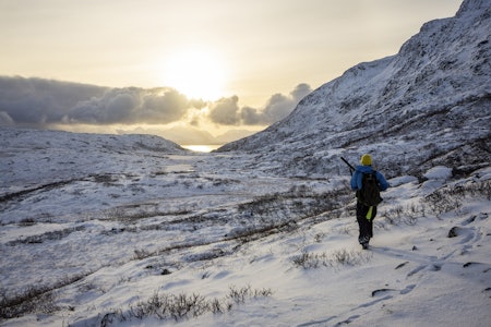 Perfekte forhold: Dagen møter oss med nysnø og lite vind, perfekte forhold for sporjakt på hare. Vi jakter i typisk terreng øst på Vannøya, med bratte fjell og krattkledte lier. Perfekte forhold: Dagen møter oss med nysnø og lite vind, perfekte forhold for sporjakt på hare. Vi jakter i typisk terreng øst på Vannøya, med bratte fjell og krattkledte lier.