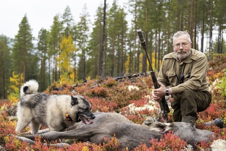 Elgjegerens beste venn: Det er mang en jeger som kan takke en norsk elghund grå når de har lyktes en dag i i elgskogen.