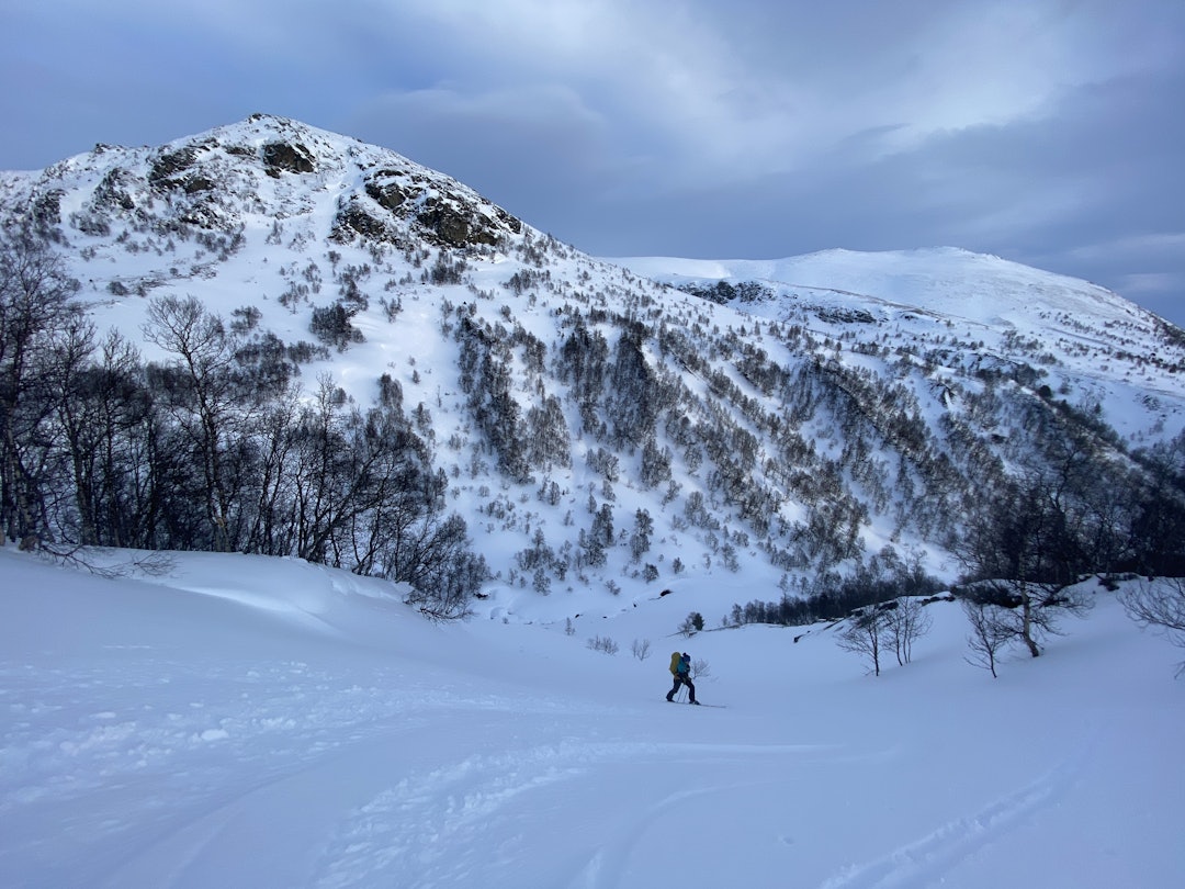 FINT SØNDAG: I Oppdal er det derimot mye snø. Dette bildet ble tatt søndag. Bra med snø, men såpass varmt også her at skiføret var av typen solsmelta skare, noe som ikke er veldig vanlig i midten av januar. Foto: Tore Meirik Bra med snø i Oppdal