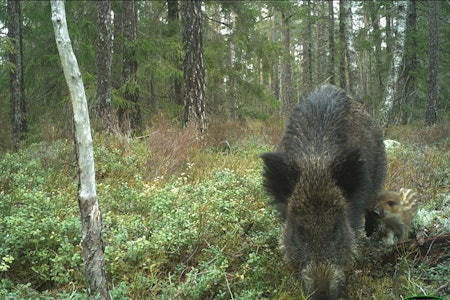 Villsvin med villsvinunge i skogen