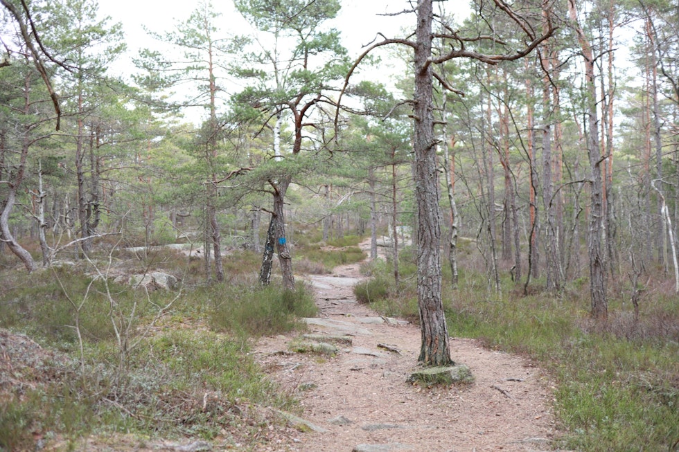 BART: I Gressvikmarka er det ypperlige forhold for stisykling. Foto: Lars Frederic Nordbakken gressvikmarka stisykling