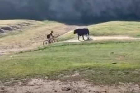 STANG UT: Det er usikkert på om det var Thor Hushovd eller en annen okse som gikk til angrep under et sykkelritt i California. Skjermdump. Youtube.  STANG UT: Det er usikkert på om det var Thor Hushovd eller en annen okse som gikk til angrep under et sykkelritt i California. Skjermdump. Youtube.