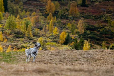 Fuglehundklubbenes Forbund (FKF) ønsker å få plass et forskningsprosjekt om norsk fasan og rapphøns i samarbeid med Høgskolen i Innlandet. Foto: Alexander Schindler (illustrajon) Engelsk setter i stand